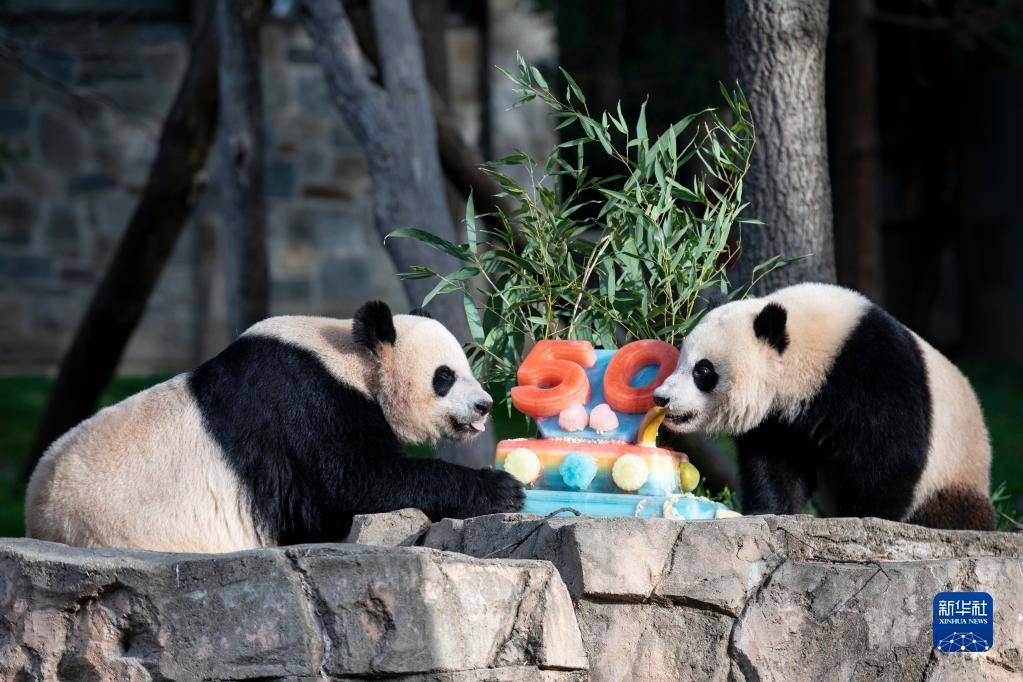 4月16日，在美國華盛頓史密森學(xué)會國家動物園，大熊貓幼崽“小奇跡”（右）和媽媽“美香”享用冰凍水果蛋糕。新華社記者 劉杰 攝