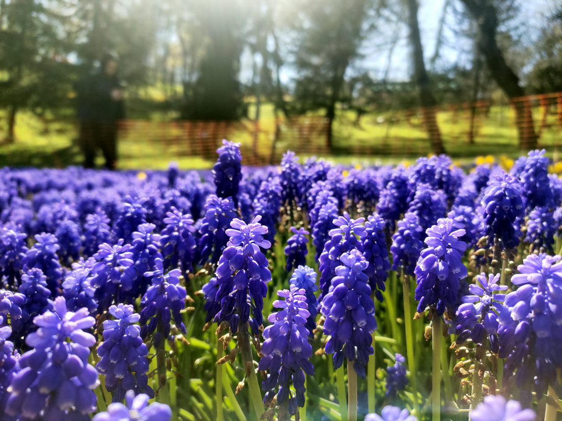 4月8日，土耳其伊斯坦布爾埃米爾甘公園內(nèi)鮮花盛開(kāi)。