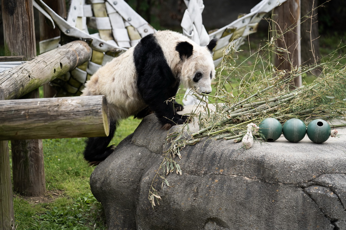 這是4月25日在美國(guó)田納西州孟菲斯動(dòng)物園拍攝的大熊貓“丫丫” 。