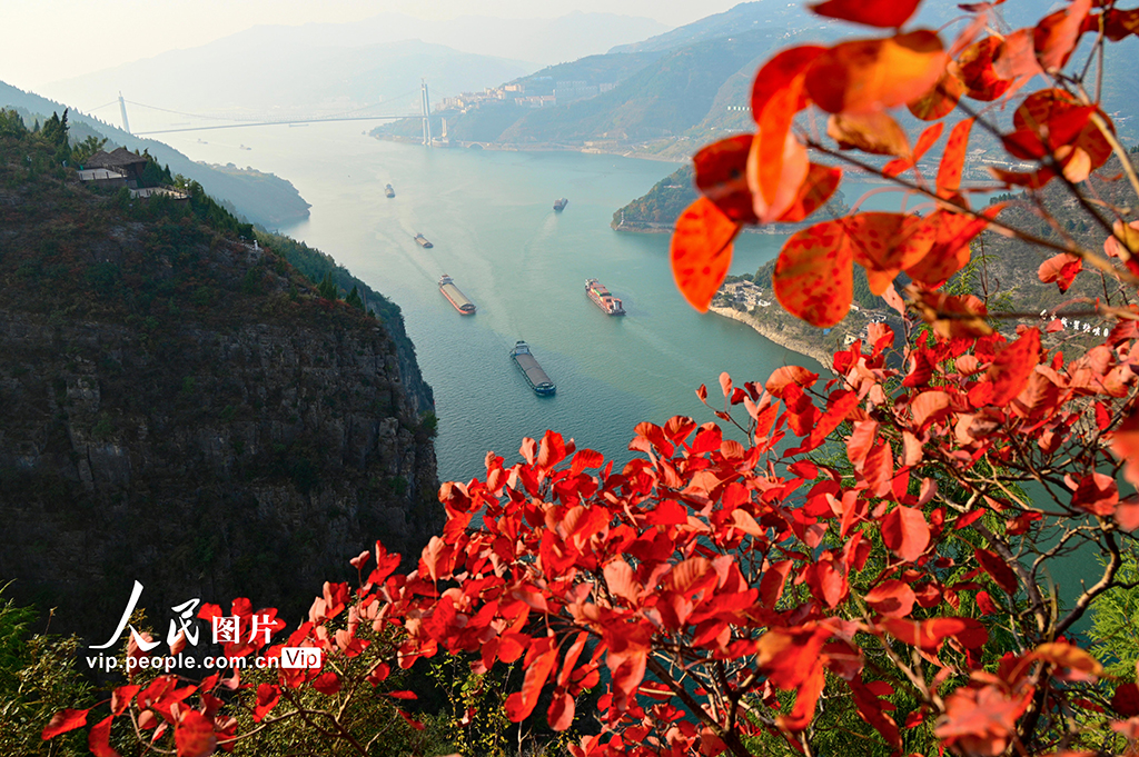 重慶：紅葉點綴長江兩岸 層林盡染美如畫