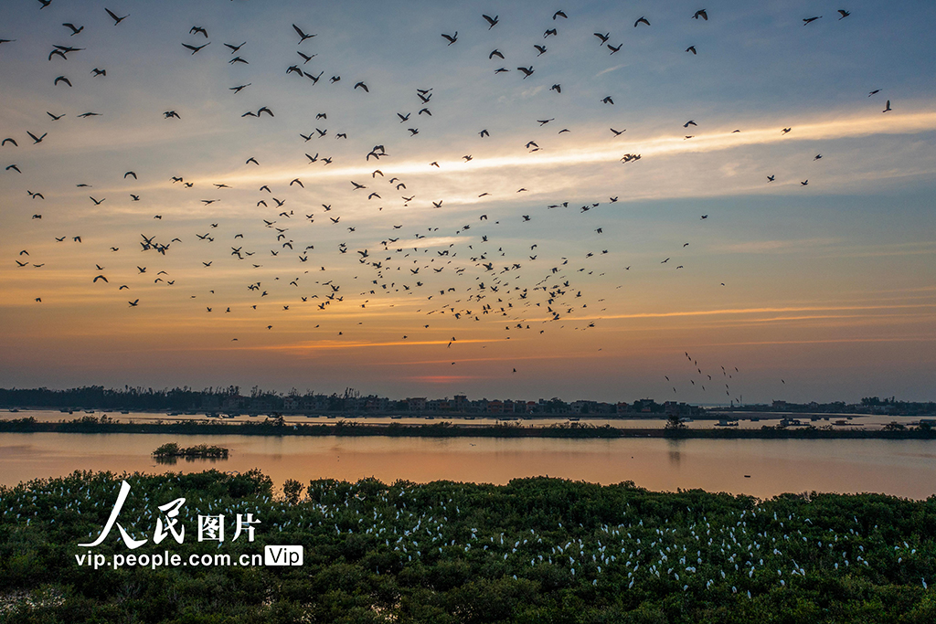 海南?？冢汉Ｄ闲掠t樹(shù)林濕地公園越冬候鳥蹁躚起舞【4】