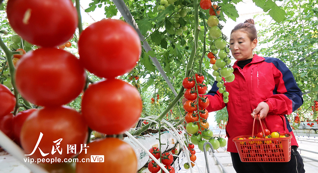 江蘇連云港：加緊采收五彩小番茄 保障節(jié)日市場(chǎng)供應(yīng)