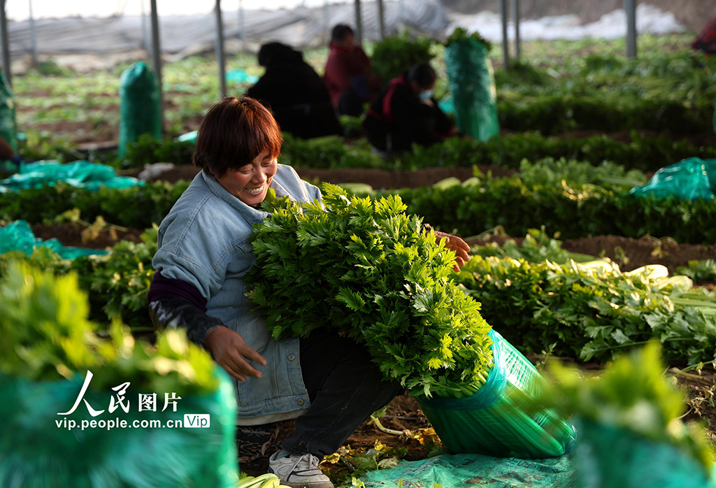 河南內黃：蔬菜采收保供應