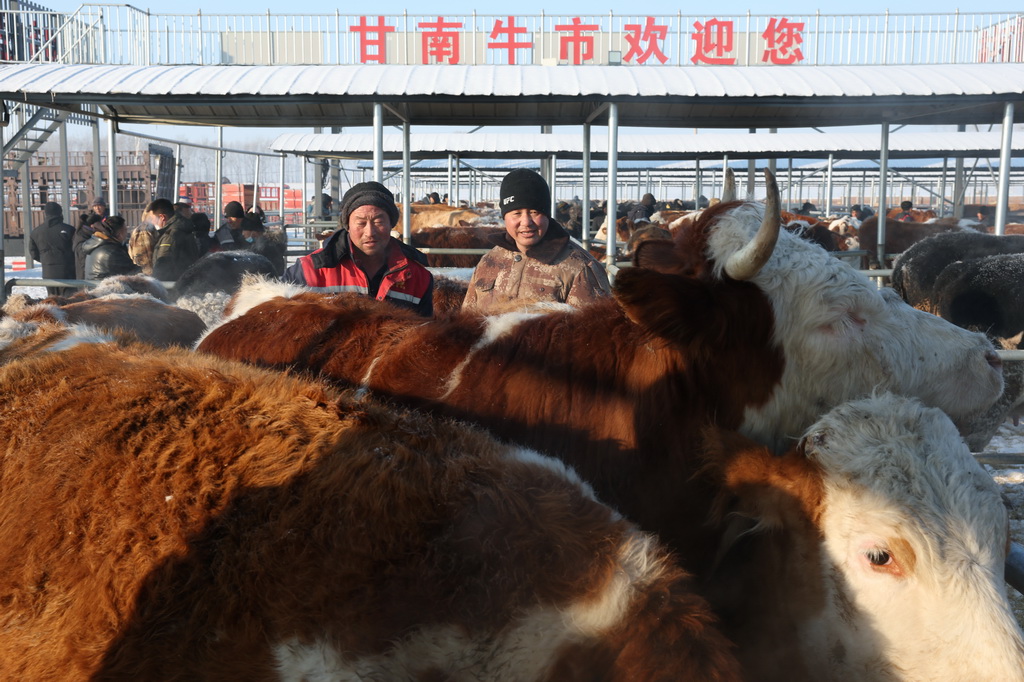 1月22日，在甘南鎮(zhèn)歡喜牲畜交易市場，客商在選牛。